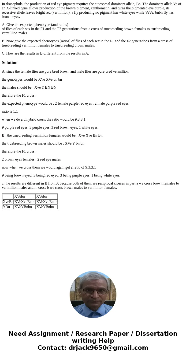 In drosophula, the production of red eye pigment requires the autosomal dominant allele, Bn. The dominant allele Ve of an X-linked gene allows production of the In drosophula, the production of red eye pigment requires the autosomal dominant allele, Bn. The dominant allele Ve of an X-linked gene allows production of the