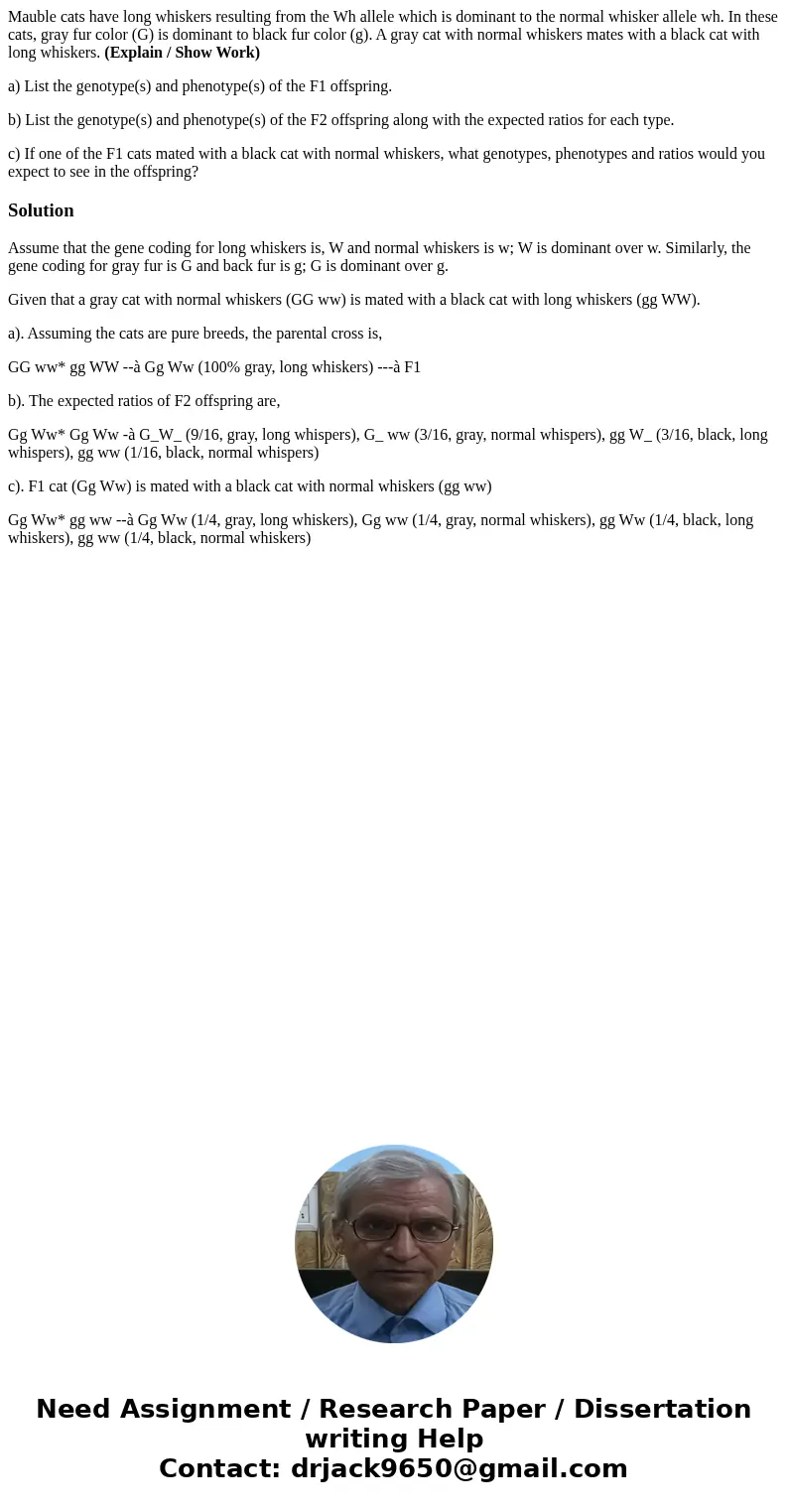 Mauble cats have long whiskers resulting from the Wh allele which is dominant to the normal whisker allele wh. In these cats, gray fur color (G) is dominant to  Mauble cats have long whiskers resulting from the Wh allele which is dominant to the normal whisker allele wh. In these cats, gray fur color (G) is dominant to
