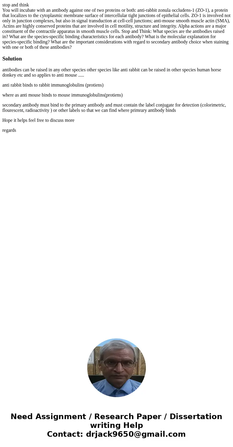 stop and think You will incubate with an antibody against one of two proteins or both: anti-rabbit zonula occludens-1 (ZO-1), a protein that localizes to the cy