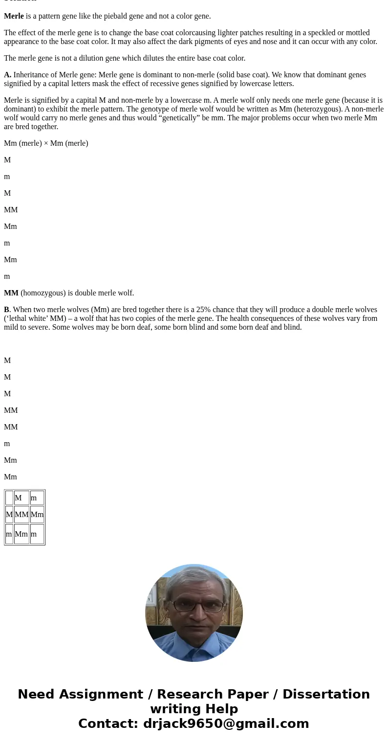 4. On an illegal wolf ranch in Wyoming, gray wolves are bred and sold illegally. A mutation was identified, generating a beautiful gray “speckled” coat color. T
