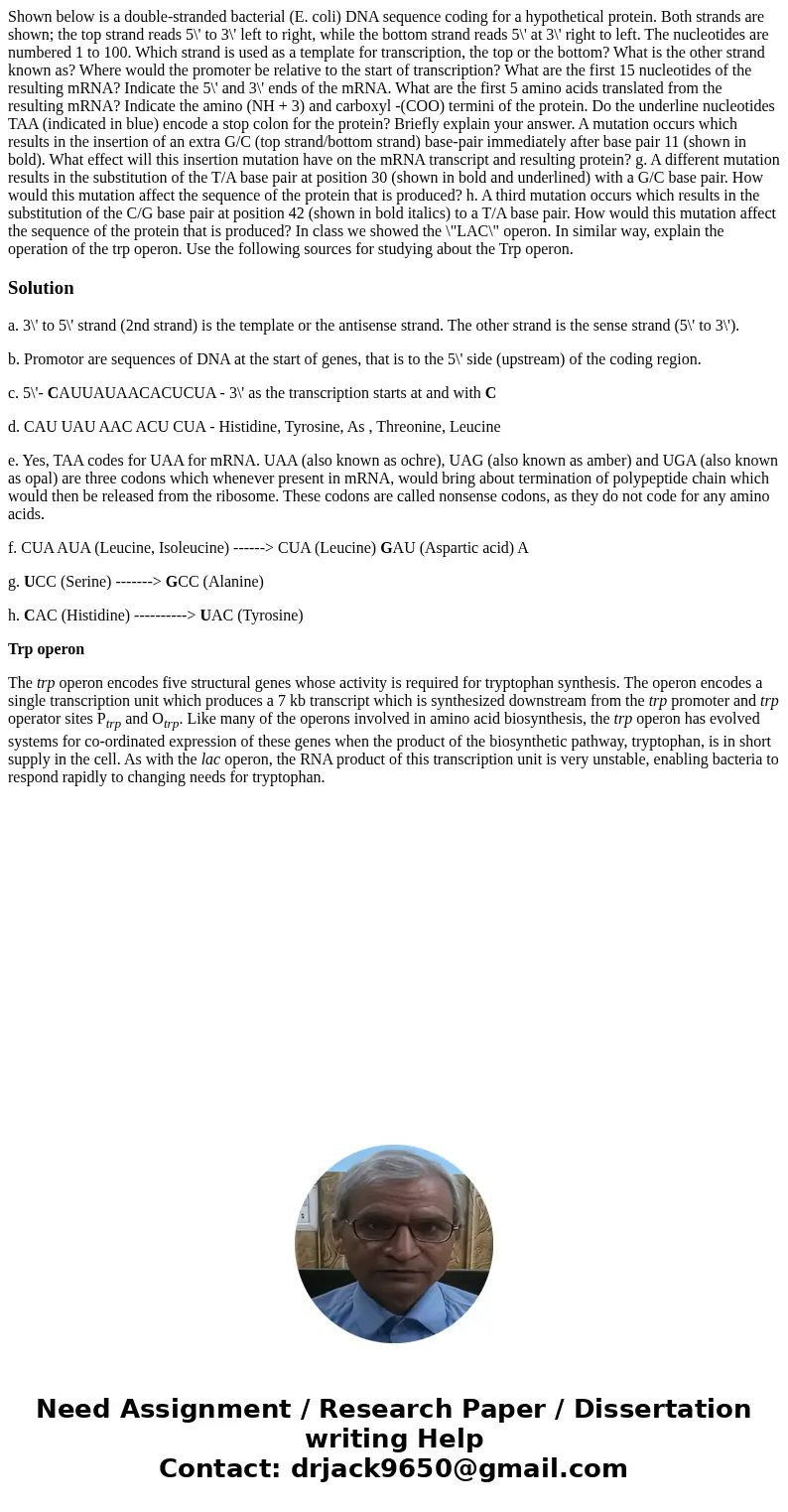 Shown below is a double-stranded bacterial (E. coli) DNA sequence coding for a hypothetical protein. Both strands are shown; the top strand reads 5\' to 3\' le  Shown below is a double-stranded bacterial (E. coli) DNA sequence coding for a hypothetical protein. Both strands are shown; the top strand reads 5\' to 3\' le