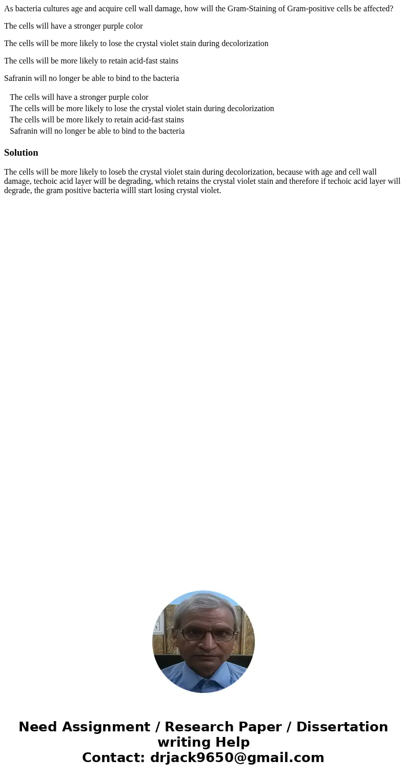 As bacteria cultures age and acquire cell wall damage, how will the Gram-Staining of Gram-positive cells be affected? The cells will have a stronger purple colo As bacteria cultures age and acquire cell wall damage, how will the Gram-Staining of Gram-positive cells be affected? The cells will have a stronger purple colo