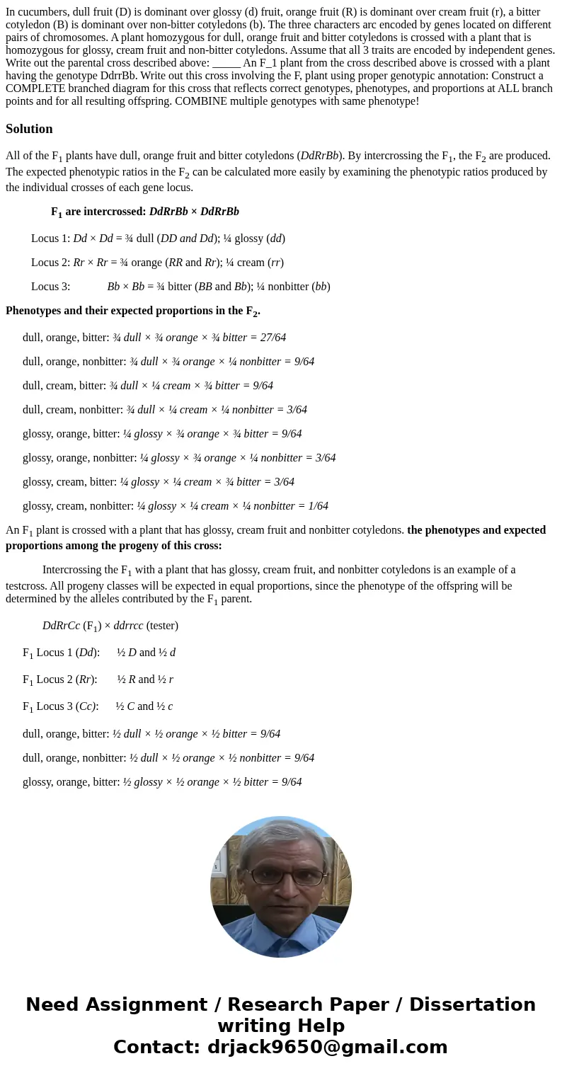 In cucumbers, dull fruit (D) is dominant over glossy (d) fruit, orange fruit (R) is dominant over cream fruit (r), a bitter cotyledon (B) is dominant over non-  In cucumbers, dull fruit (D) is dominant over glossy (d) fruit, orange fruit (R) is dominant over cream fruit (r), a bitter cotyledon (B) is dominant over non-
