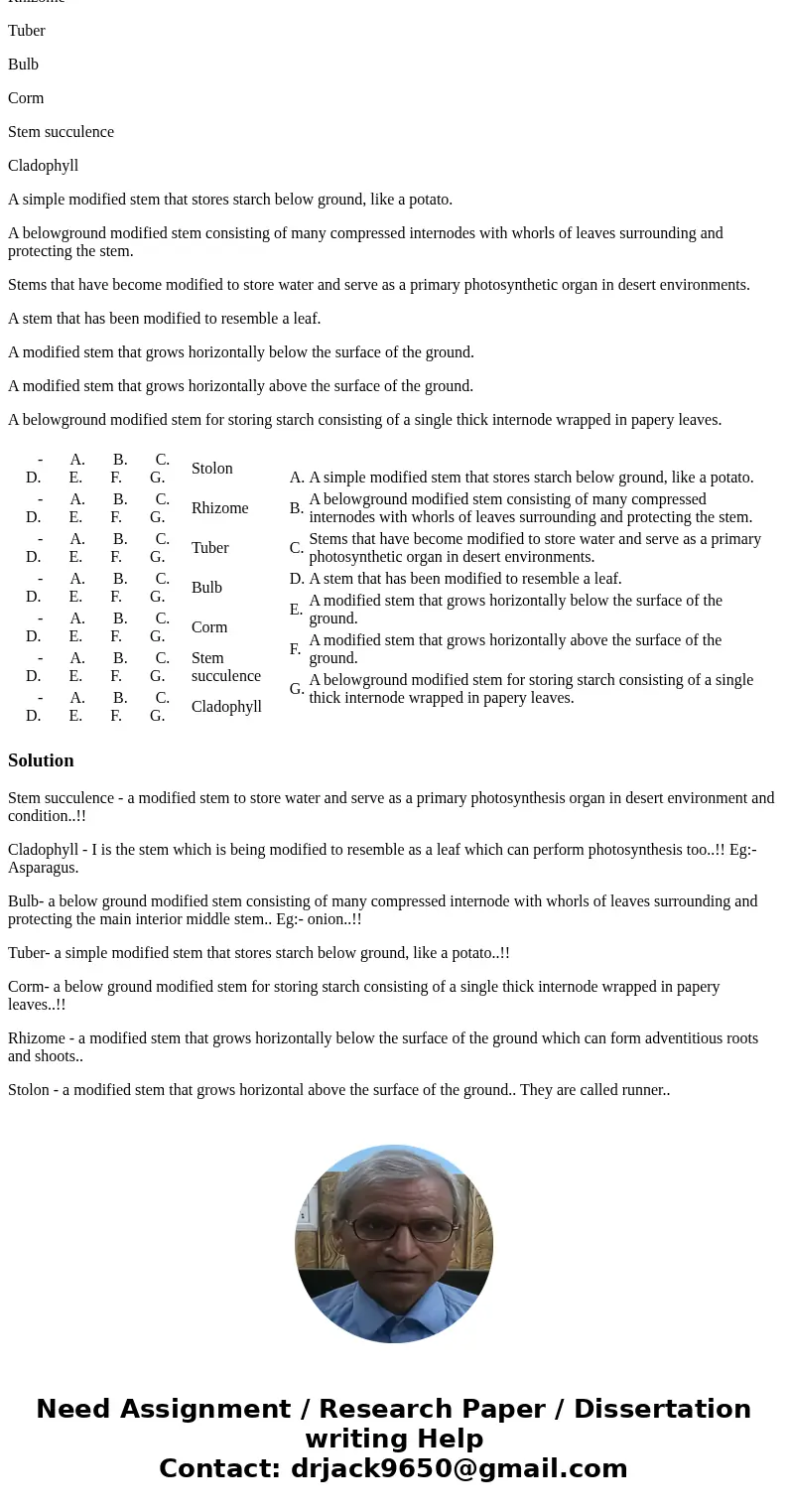 Match the modified stem to its correct definition. Stolon Rhizome Tuber Bulb Corm Stem succulence Cladophyll A simple modified stem that stores starch below gro Match the modified stem to its correct definition. Stolon Rhizome Tuber Bulb Corm Stem succulence Cladophyll A simple modified stem that stores starch below gro