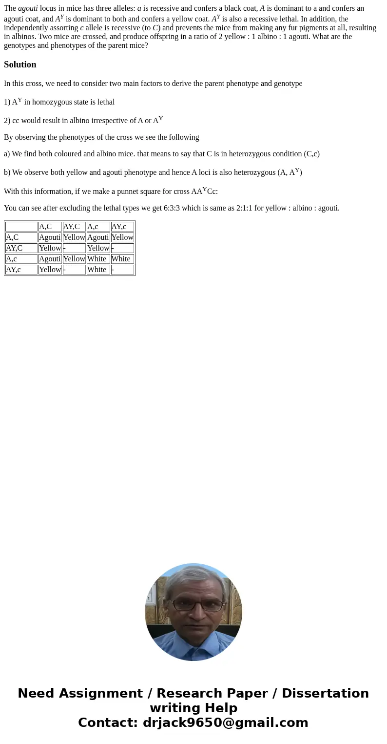 The agouti locus in mice has three alleles: a is recessive and confers a black coat, A is dominant to a and confers an agouti coat, and AY is dominant to both a The agouti locus in mice has three alleles: a is recessive and confers a black coat, A is dominant to a and confers an agouti coat, and AY is dominant to both a