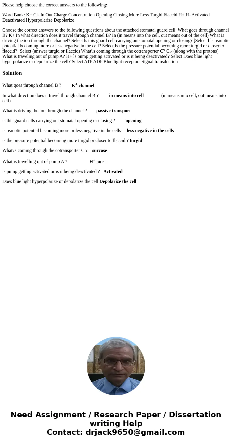 Please help choose the correct answers to the following: Word Bank: K+ Cl- In Out Charge Concentration Opening Closing More Less Turgid Flaccid H+ H- Activated 