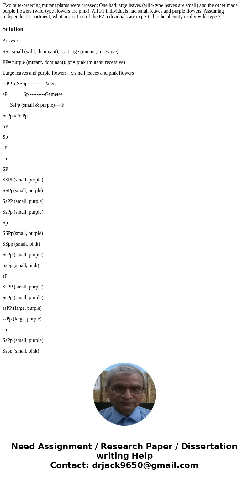 Two pure-breeding mutant plants were crossed: One had large leaves (wild-type leaves are small) and the other made purple flowers (wild-type flowers are pink). 