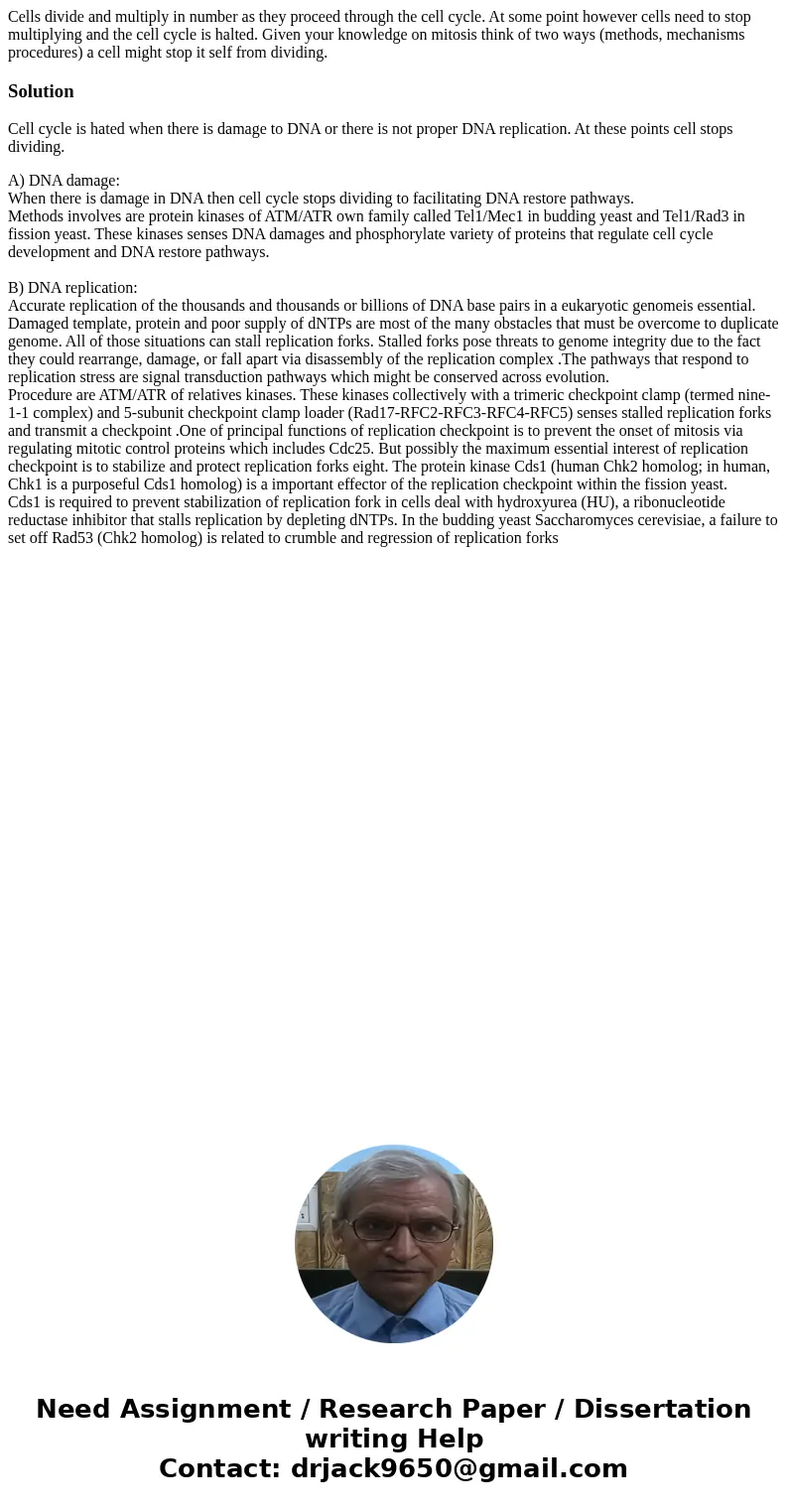 Cells divide and multiply in number as they proceed through the cell cycle. At some point however cells need to stop multiplying and the cell cycle is halted.   Cells divide and multiply in number as they proceed through the cell cycle. At some point however cells need to stop multiplying and the cell cycle is halted.