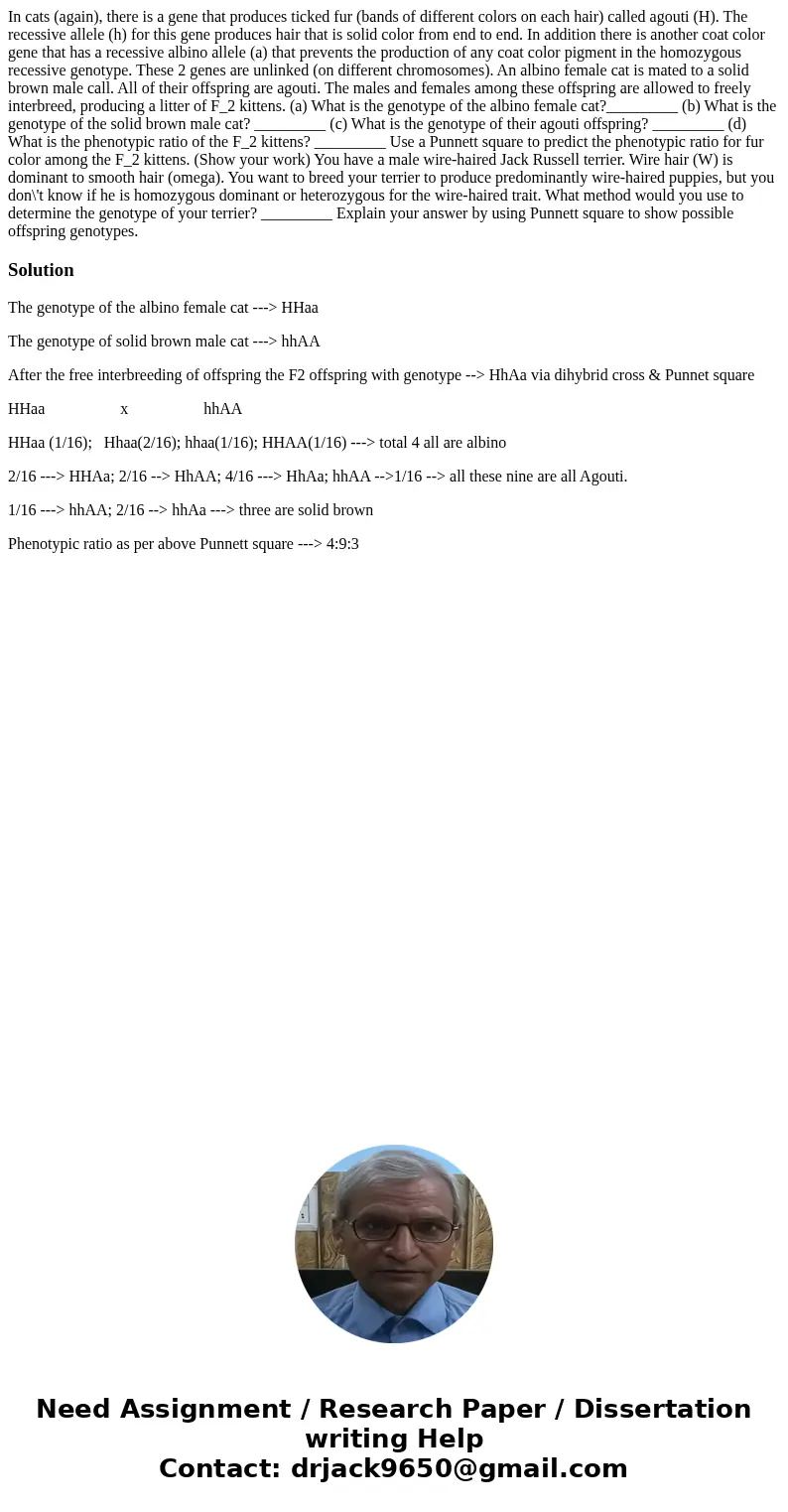  In cats (again), there is a gene that produces ticked fur (bands of different colors on each hair) called agouti (H). The recessive allele (h) for this gene pr