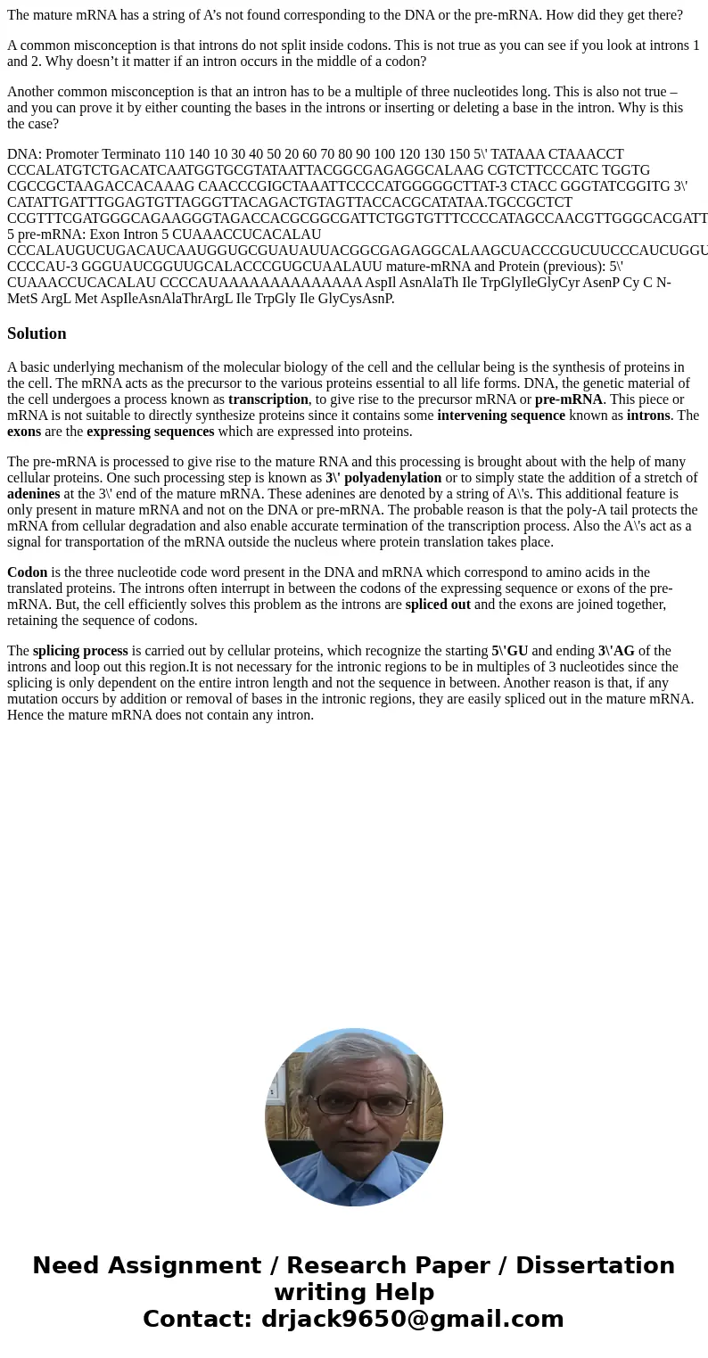 The mature mRNA has a string of A’s not found corresponding to the DNA or the pre-mRNA. How did they get there? A common misconception is that introns do not sp The mature mRNA has a string of A’s not found corresponding to the DNA or the pre-mRNA. How did they get there? A common misconception is that introns do not sp