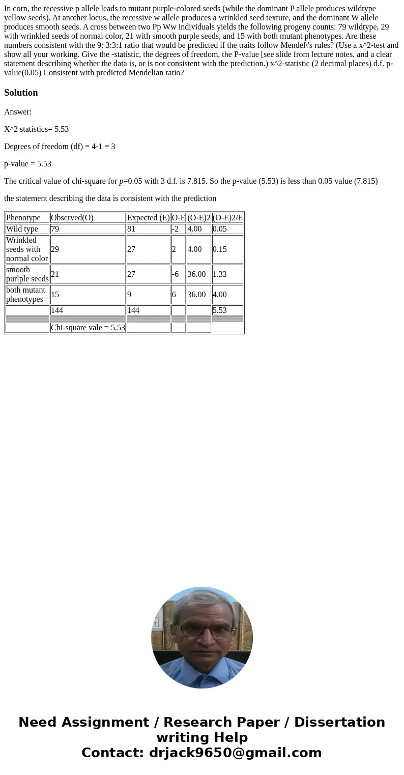  In corn, the recessive p allele leads to mutant purple-colored seeds (while the dominant P allele produces wildtype yellow seeds). At another locus, the recess