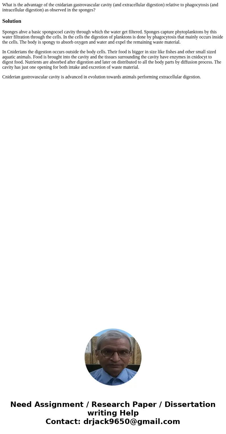  What is the advantage of the cnidarian gastrovascular cavity (and extracellular digestion) relative to phagocytosis (and intracellular digestion) as observed i