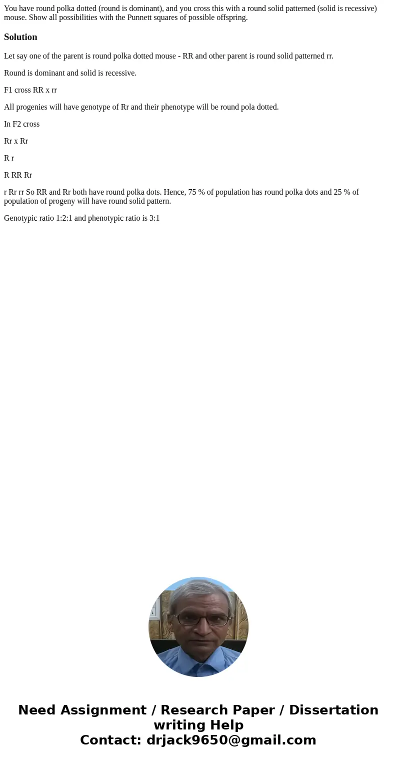 You have round polka dotted (round is dominant), and you cross this with a round solid patterned (solid is recessive) mouse. Show all possibilities with the Pu  You have round polka dotted (round is dominant), and you cross this with a round solid patterned (solid is recessive) mouse. Show all possibilities with the Pu