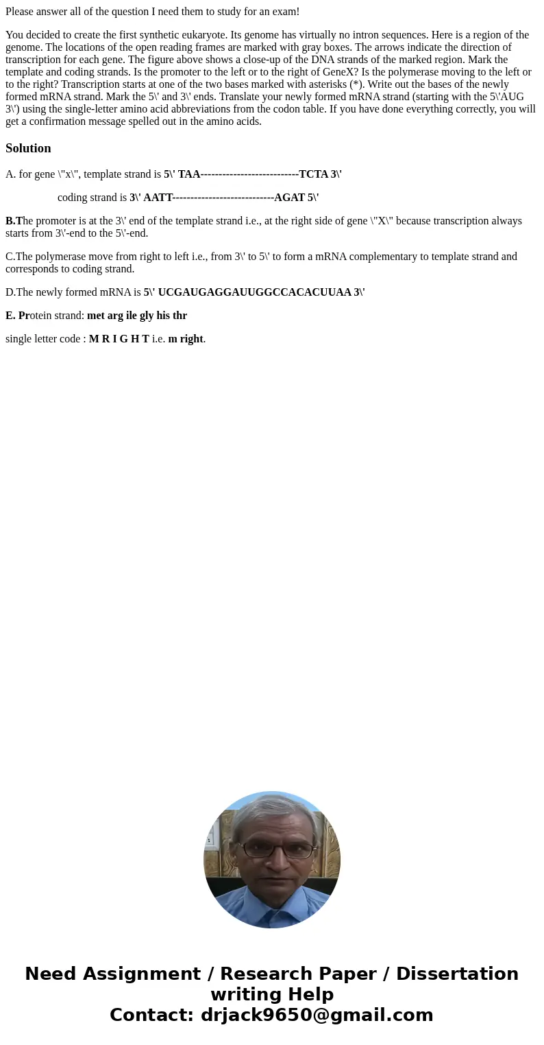 Please answer all of the question I need them to study for an exam! You decided to create the first synthetic eukaryote. Its genome has virtually no intron sequ