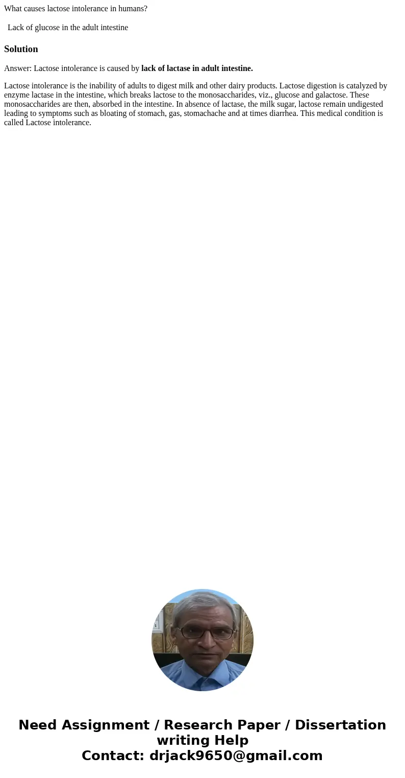 What causes lactose intolerance in humans? Lack of glucose in the adult intestine SolutionAnswer: Lactose intolerance is caused by lack of lactase in adult inte