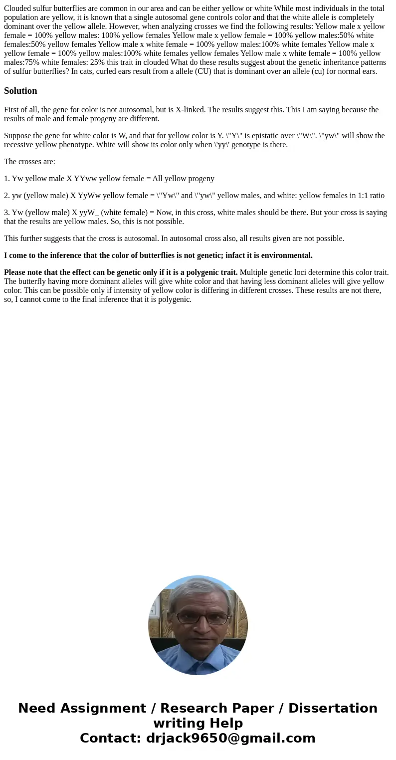 Clouded sulfur butterflies are common in our area and can be either yellow or white While most individuals in the total population are yellow, it is known that  Clouded sulfur butterflies are common in our area and can be either yellow or white While most individuals in the total population are yellow, it is known that