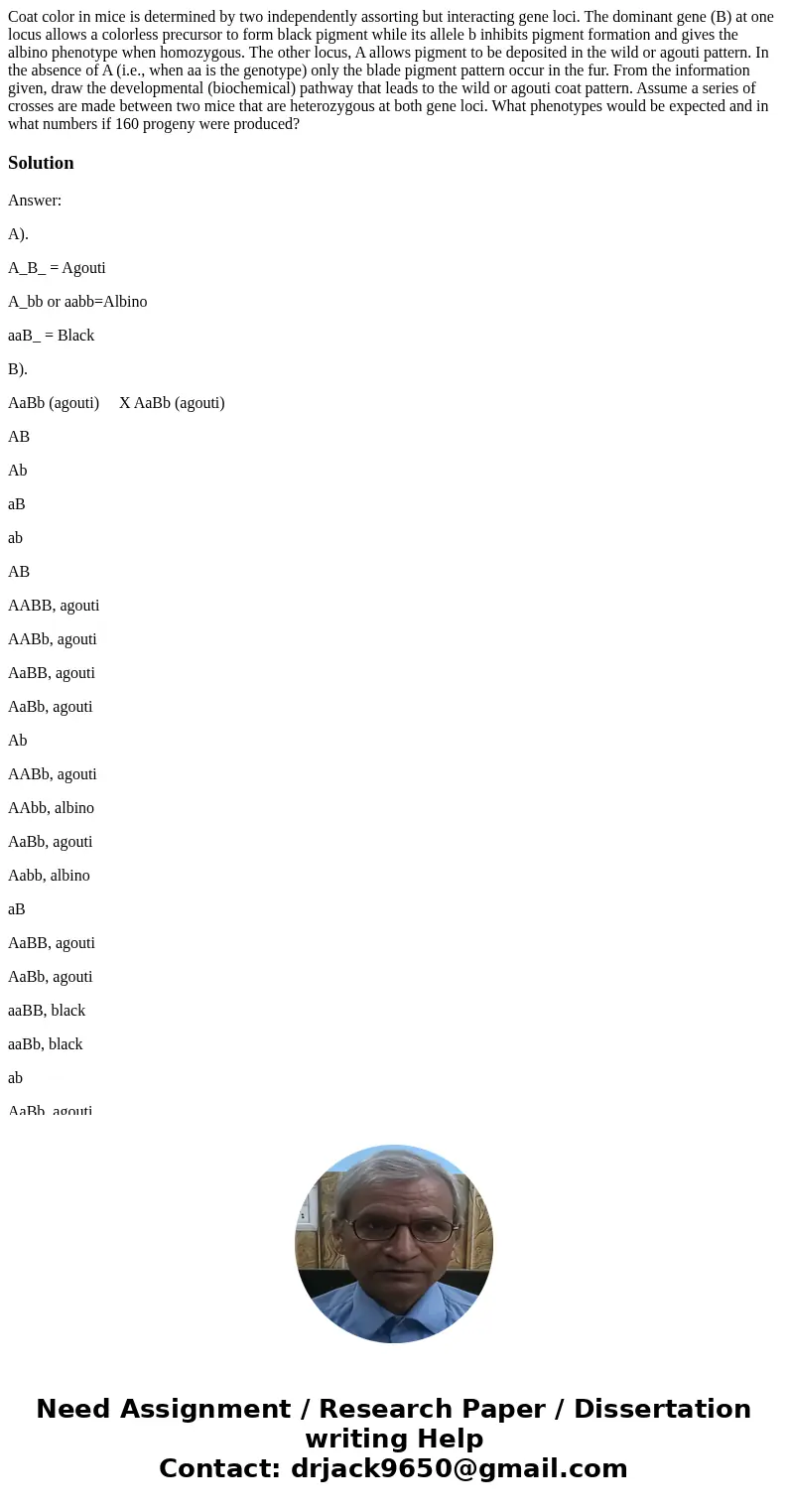  Coat color in mice is determined by two independently assorting but interacting gene loci. The dominant gene (B) at one locus allows a colorless precursor to f