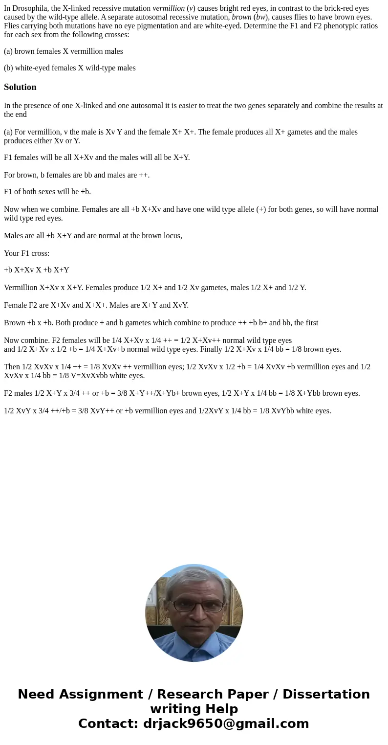 In Drosophila, the X-linked recessive mutation vermillion (v) causes bright red eyes, in contrast to the brick-red eyes caused by the wild-type allele. A separa