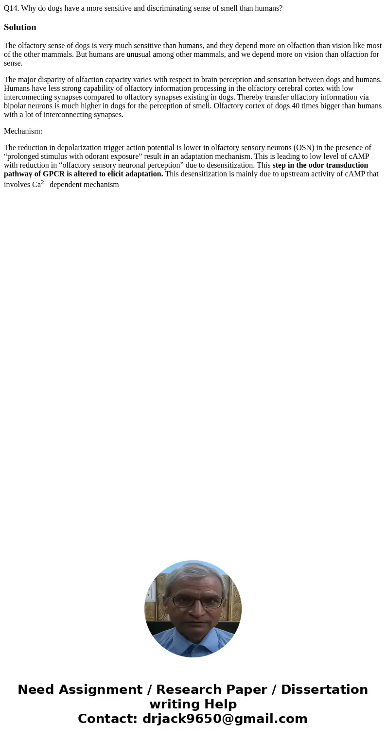 Q14. Why do dogs have a more sensitive and discriminating sense of smell than humans?SolutionThe olfactory sense of dogs is very much sensitive than humans, and