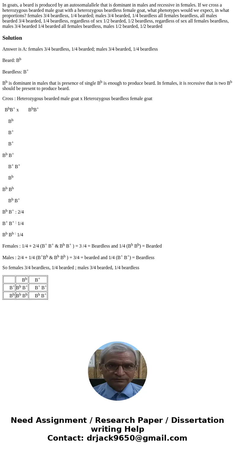 In goats, a beard is produced by an autosomalallele that is dominant in males and recessive in females. If we cross a heterozygous bearded male goat with a het  In goats, a beard is produced by an autosomalallele that is dominant in males and recessive in females. If we cross a heterozygous bearded male goat with a het