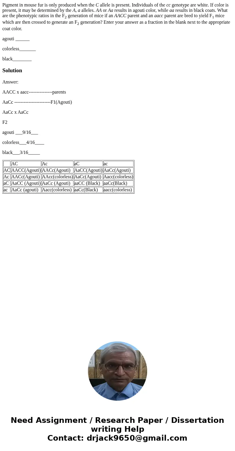 Pigment in mouse fur is only produced when the C allele is present. Individuals of the cc genotype are white. If color is present, it may be determined by the A Pigment in mouse fur is only produced when the C allele is present. Individuals of the cc genotype are white. If color is present, it may be determined by the A