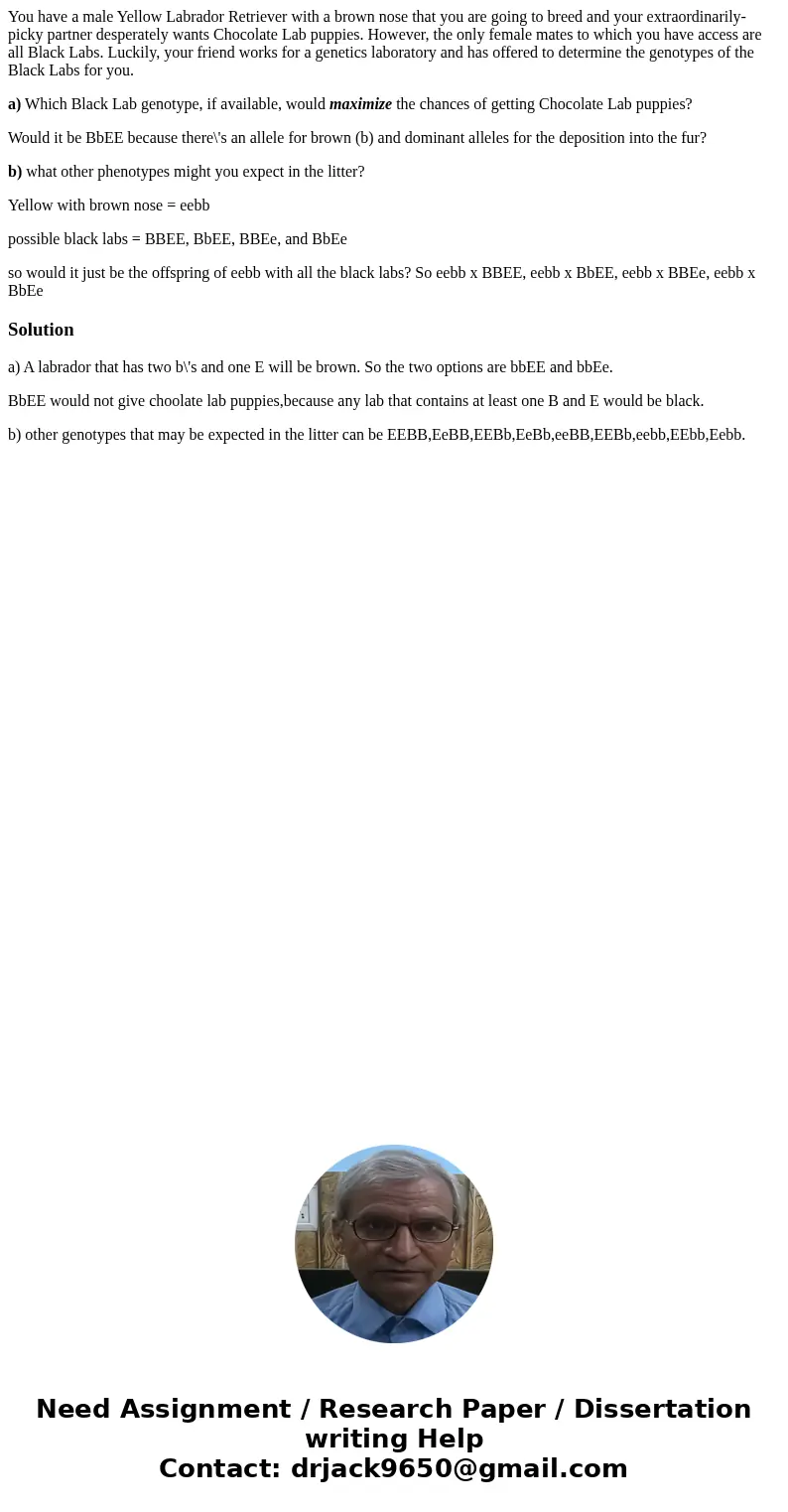 You have a male Yellow Labrador Retriever with a brown nose that you are going to breed and your extraordinarily-picky partner desperately wants Chocolate Lab p