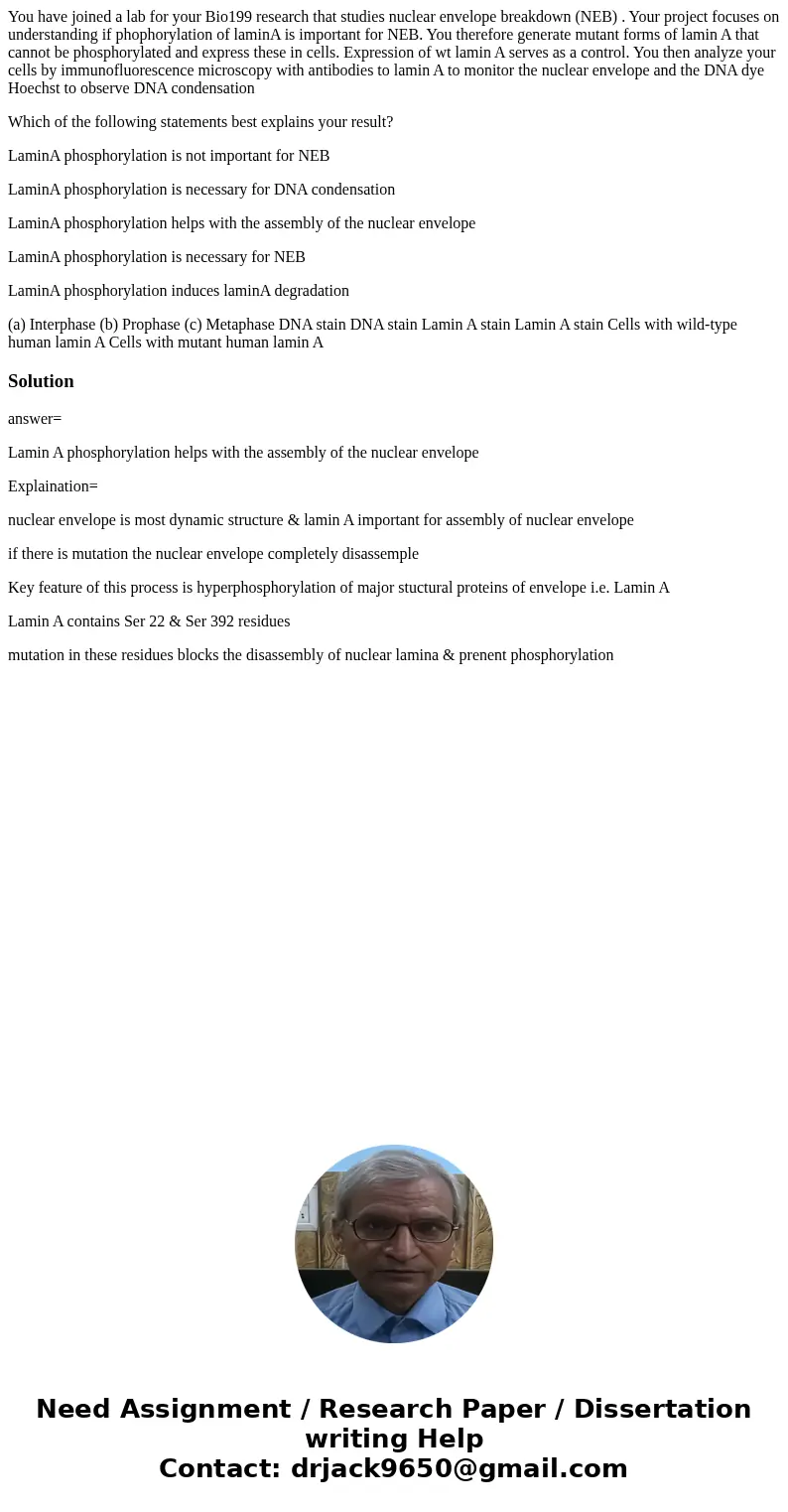 You have joined a lab for your Bio199 research that studies nuclear envelope breakdown (NEB) . Your project focuses on understanding if phophorylation of laminA