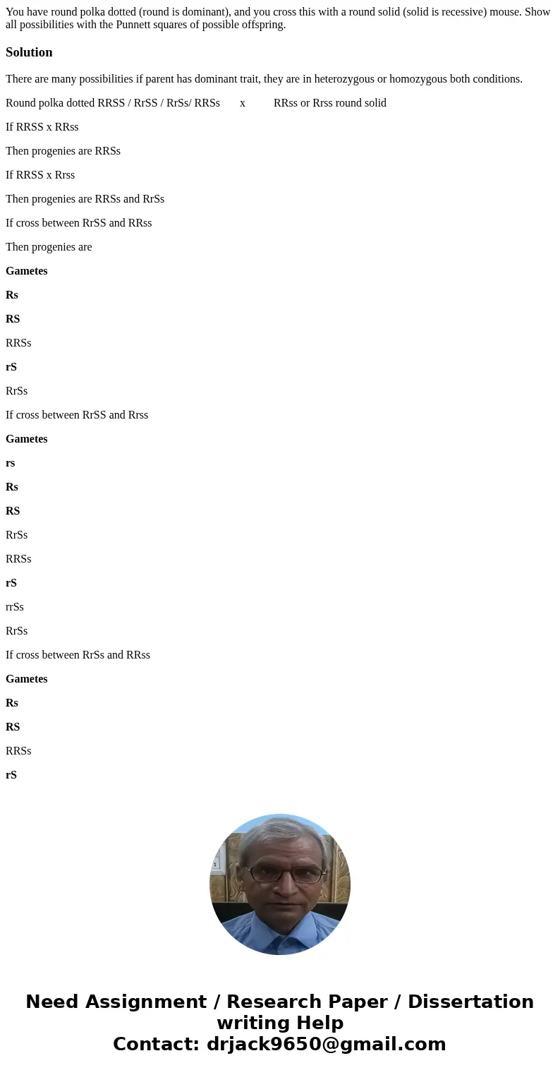 You have round polka dotted (round is dominant), and you cross this with a round solid (solid is recessive) mouse. Show all possibilities with the Punnett squa  You have round polka dotted (round is dominant), and you cross this with a round solid (solid is recessive) mouse. Show all possibilities with the Punnett squa