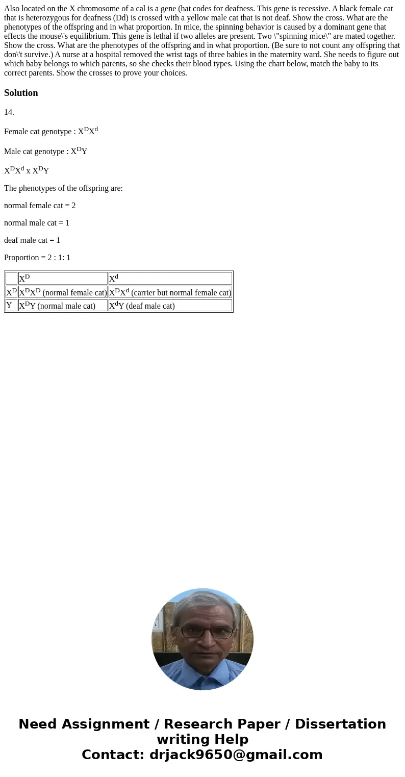 Also located on the X chromosome of a cal is a gene (hat codes for deafness. This gene is recessive. A black female cat that is heterozygous for deafness (Dd)   Also located on the X chromosome of a cal is a gene (hat codes for deafness. This gene is recessive. A black female cat that is heterozygous for deafness (Dd)
