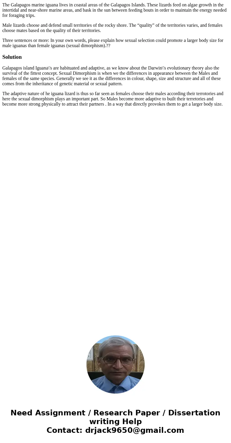 The Galapagos marine iguana lives in coastal areas of the Galapagos Islands. These lizards feed on algae growth in the intertidal and near-shore marine areas, a The Galapagos marine iguana lives in coastal areas of the Galapagos Islands. These lizards feed on algae growth in the intertidal and near-shore marine areas, a