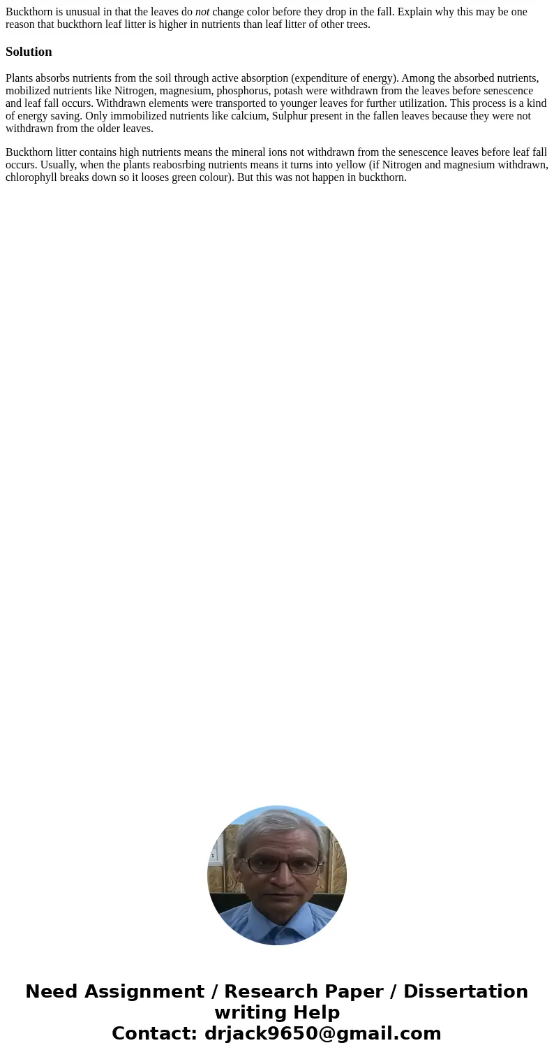 Buckthorn is unusual in that the leaves do not change color before they drop in the fall. Explain why this may be one reason that buckthorn leaf litter is highe