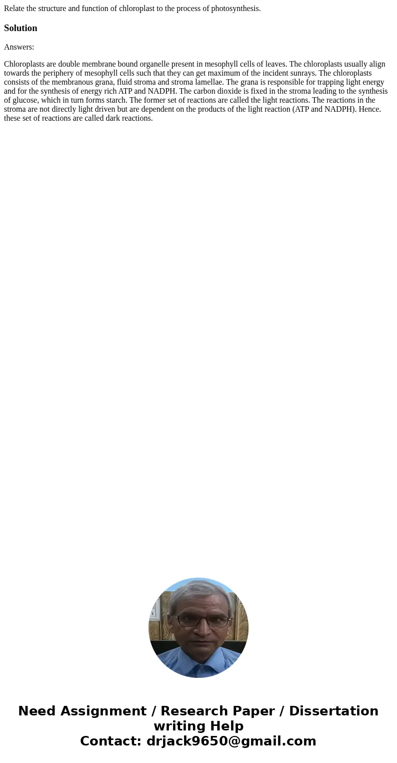 Relate the structure and function of chloroplast to the process of photosynthesis.SolutionAnswers: Chloroplasts are double membrane bound organelle present in   Relate the structure and function of chloroplast to the process of photosynthesis.SolutionAnswers: Chloroplasts are double membrane bound organelle present in