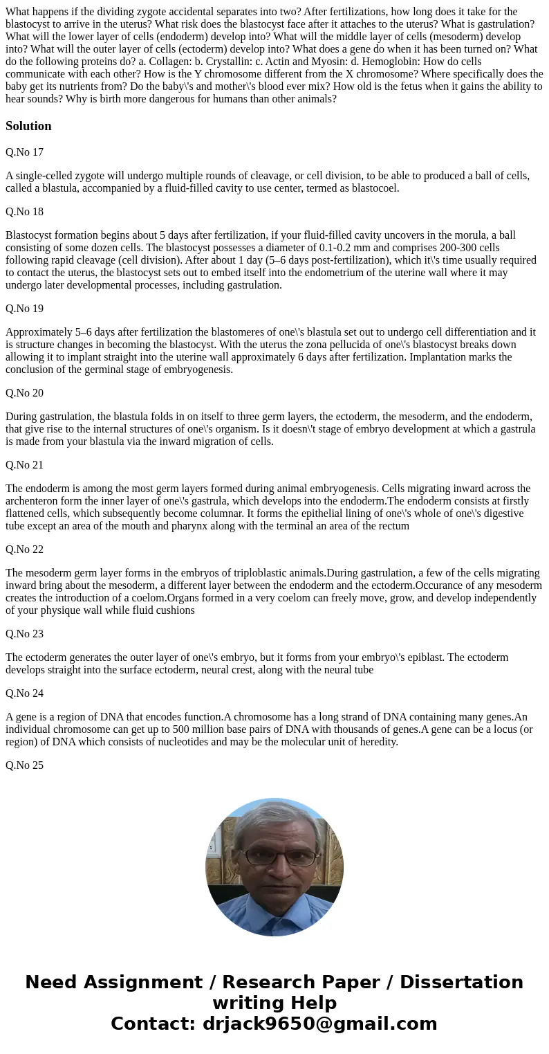 What happens if the dividing zygote accidental separates into two? After fertilizations, how long does it take for the blastocyst to arrive in the uterus? What  What happens if the dividing zygote accidental separates into two? After fertilizations, how long does it take for the blastocyst to arrive in the uterus? What