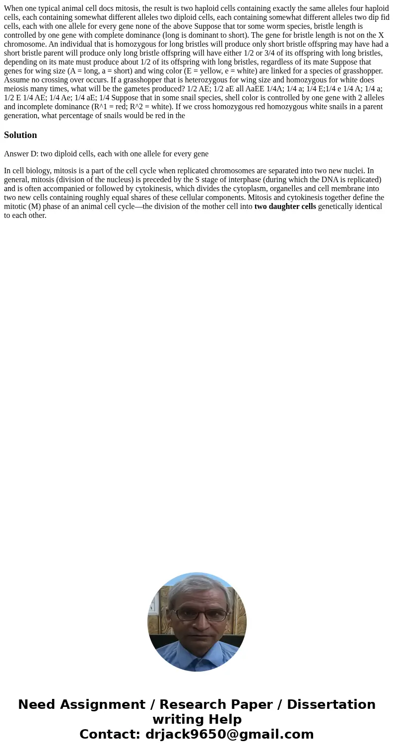 When one typical animal cell docs mitosis, the result is two haploid cells containing exactly the same alleles four haploid cells, each containing somewhat dif  When one typical animal cell docs mitosis, the result is two haploid cells containing exactly the same alleles four haploid cells, each containing somewhat dif