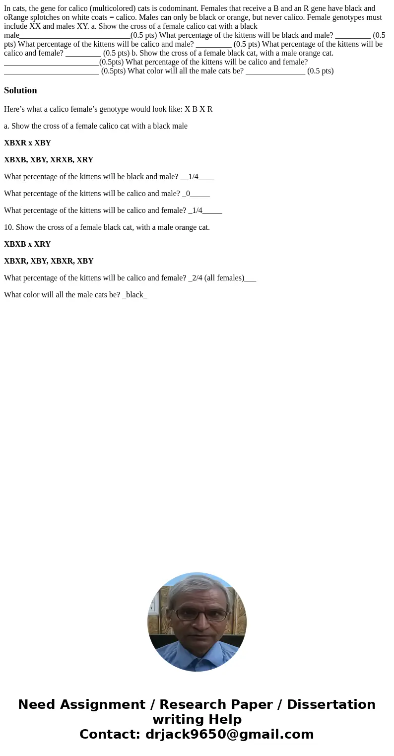 In cats, the gene for calico (multicolored) cats is codominant. Females that receive a B and an R gene have black and oRange splotches on white coats = calico.  In cats, the gene for calico (multicolored) cats is codominant. Females that receive a B and an R gene have black and oRange splotches on white coats = calico.