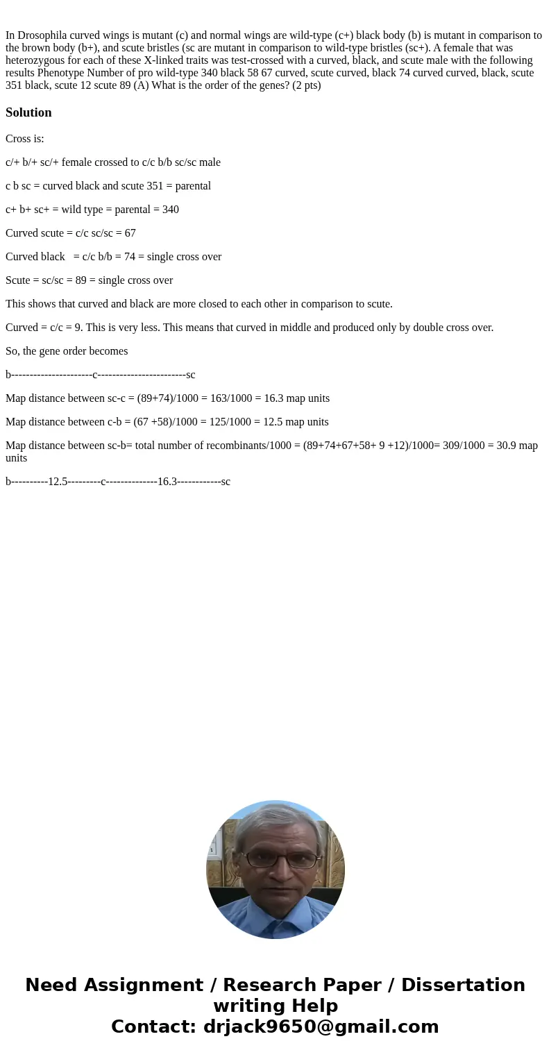 In Drosophila curved wings is mutant (c) and normal wings are wild-type (c+) black body (b) is mutant in comparison to the brown body (b+), and scute bristles   In Drosophila curved wings is mutant (c) and normal wings are wild-type (c+) black body (b) is mutant in comparison to the brown body (b+), and scute bristles