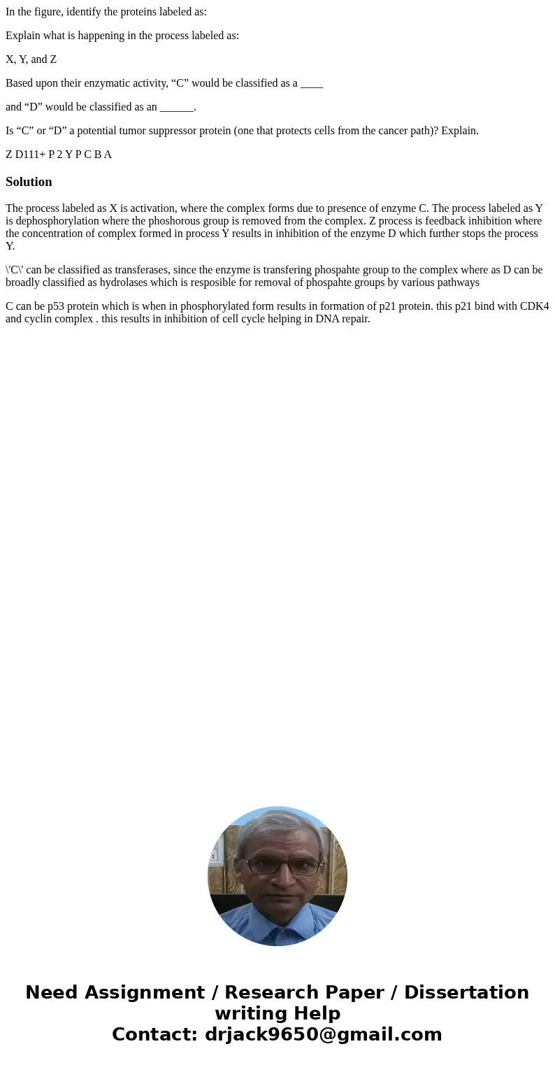 In the figure, identify the proteins labeled as: Explain what is happening in the process labeled as: X, Y, and Z Based upon their enzymatic activity, “C” would In the figure, identify the proteins labeled as: Explain what is happening in the process labeled as: X, Y, and Z Based upon their enzymatic activity, “C” would