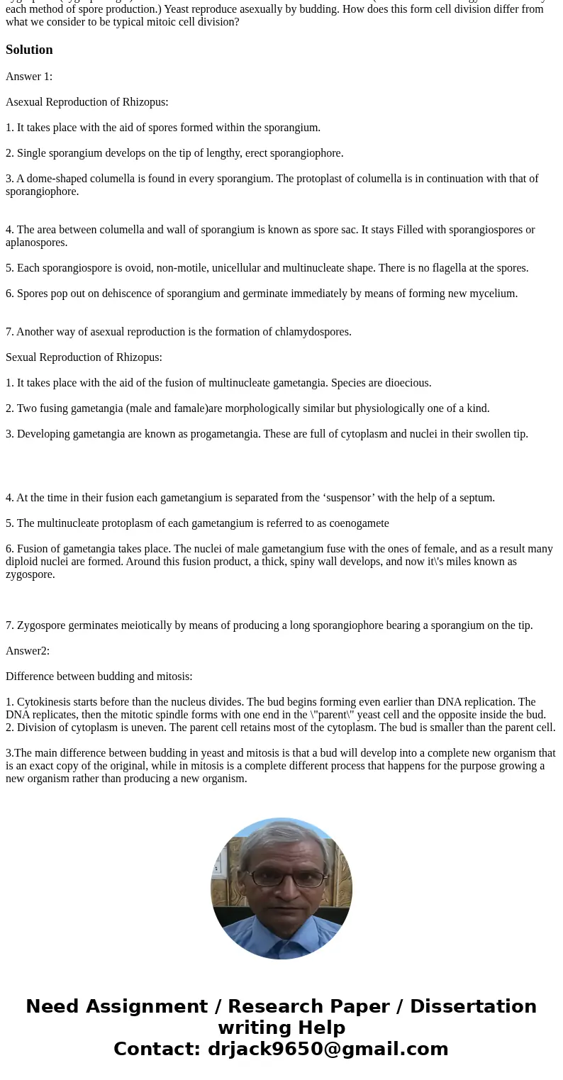 Kingdom fungi Rhizopus produces 1n spores in two different ways: fromsporangia and from \ Kingdom fungi Rhizopus produces 1n spores in two different ways: fromsporangia and from \