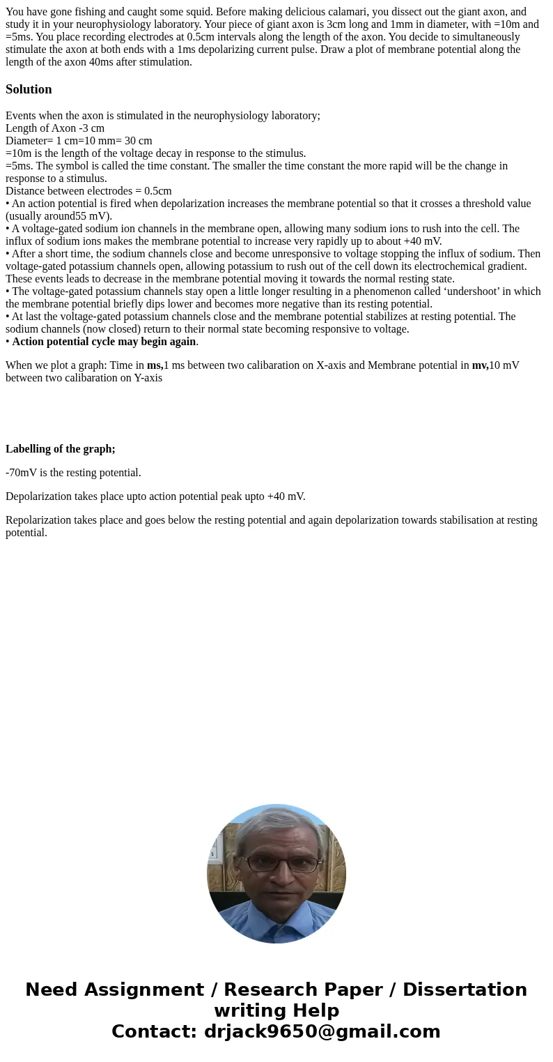 You have gone fishing and caught some squid. Before making delicious calamari, you dissect out the giant axon, and study it in your neurophysiology laboratory.  You have gone fishing and caught some squid. Before making delicious calamari, you dissect out the giant axon, and study it in your neurophysiology laboratory.