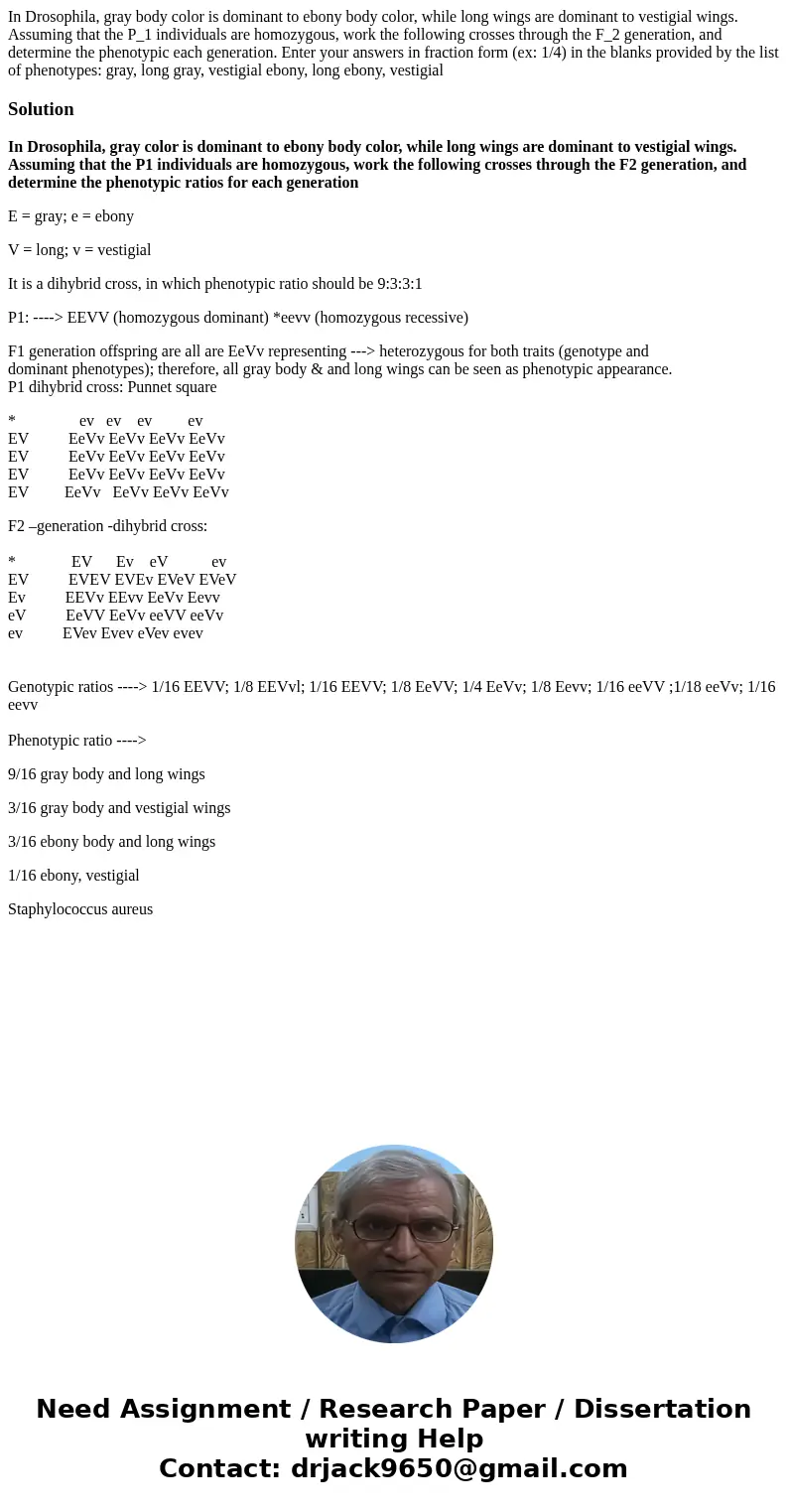 In Drosophila, gray body color is dominant to ebony body color, while long wings are dominant to vestigial wings. Assuming that the P_1 individuals are homozyg  In Drosophila, gray body color is dominant to ebony body color, while long wings are dominant to vestigial wings. Assuming that the P_1 individuals are homozyg