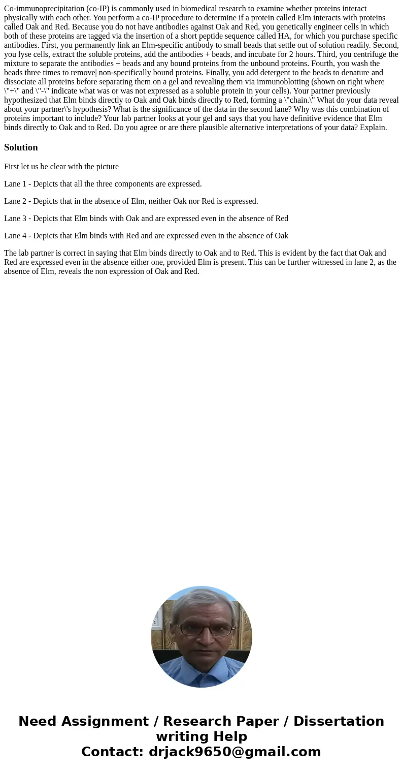 Co-immunoprecipitation (co-IP) is commonly used in biomedical research to examine whether proteins interact physically with each other. You perform a co-IP pro  Co-immunoprecipitation (co-IP) is commonly used in biomedical research to examine whether proteins interact physically with each other. You perform a co-IP pro