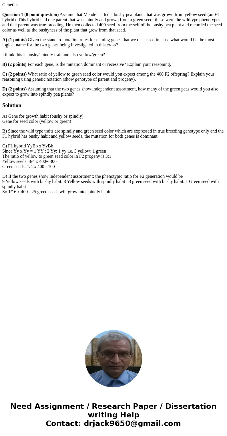 Genetics Question 1 (8 point question) Assume that Mendel selfed a bushy pea plants that was grown from yellow seed (an F1 hybrid). This hybrid had one parent t Genetics Question 1 (8 point question) Assume that Mendel selfed a bushy pea plants that was grown from yellow seed (an F1 hybrid). This hybrid had one parent t