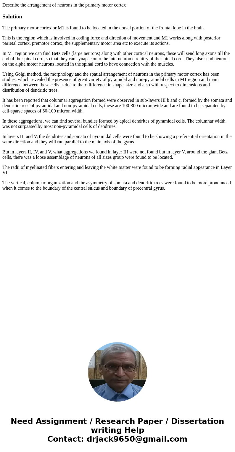 Describe the arrangement of neurons in the primary motor cortexSolutionThe primary motor cortex or M1 is found to be located in the dorsal portion of the fronta