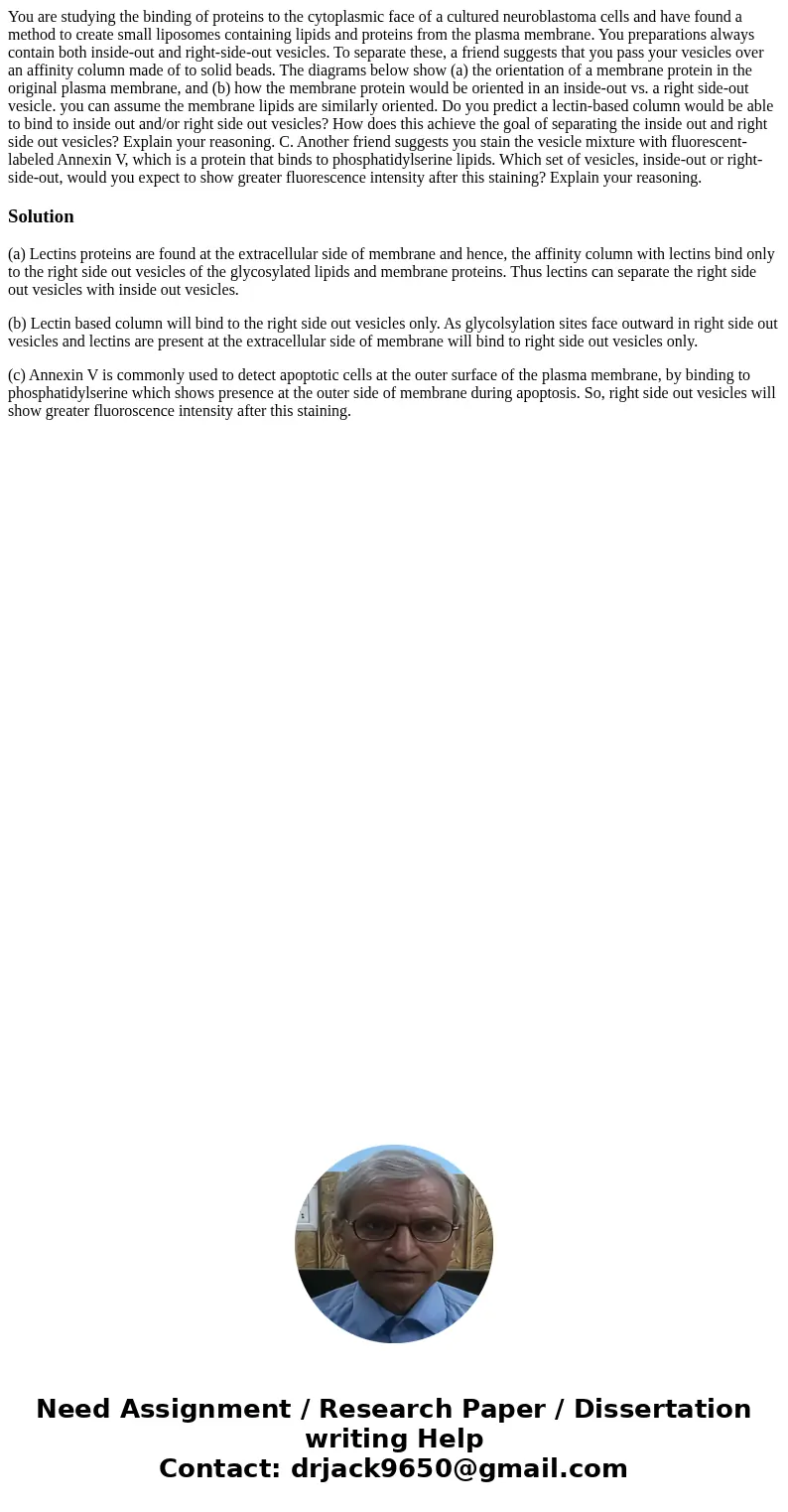  You are studying the binding of proteins to the cytoplasmic face of a cultured neuroblastoma cells and have found a method to create small liposomes containing