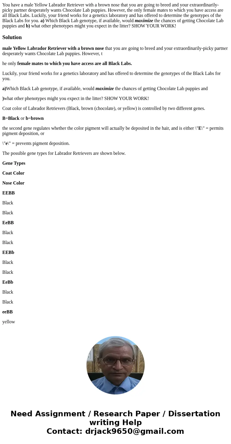 You have a male Yellow Labrador Retriever with a brown nose that you are going to breed and your extraordinarily-picky partner desperately wants Chocolate Lab p You have a male Yellow Labrador Retriever with a brown nose that you are going to breed and your extraordinarily-picky partner desperately wants Chocolate Lab p