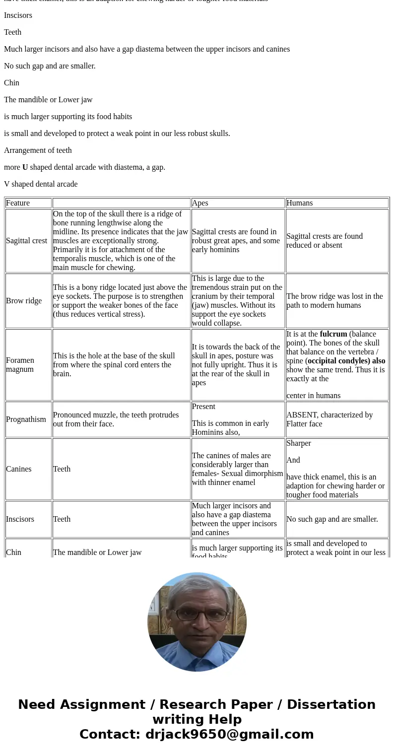 TABLE 19.1 PROMINENT FEATURES OF SKULLs OF APES AND HUMANS Feature Apes Sagittal crest Brow ridge Foramen magnum Prognathism Canines Canine diastema incisors C  TABLE 19.1 PROMINENT FEATURES OF SKULLs OF APES AND HUMANS Feature Apes Sagittal crest Brow ridge Foramen magnum Prognathism Canines Canine diastema incisors C