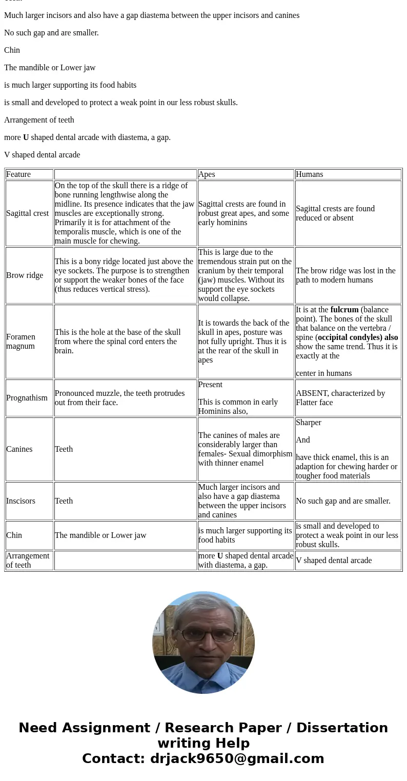  TABLE 19.1 PROMINENT FEATURES OF SKULLs OF APES AND HUMANS Feature Apes Sagittal crest Brow ridge Foramen magnum Prognathism Canines Canine diastema incisors C