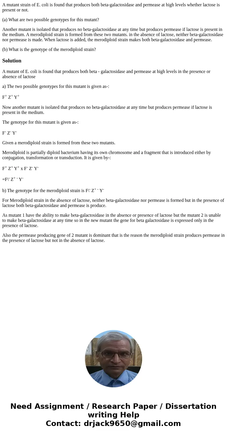 A mutant strain of E. coli is found that produces both beta-galactosidase and permease at high levels whether lactose is present or not. (a) What are two possib A mutant strain of E. coli is found that produces both beta-galactosidase and permease at high levels whether lactose is present or not. (a) What are two possib