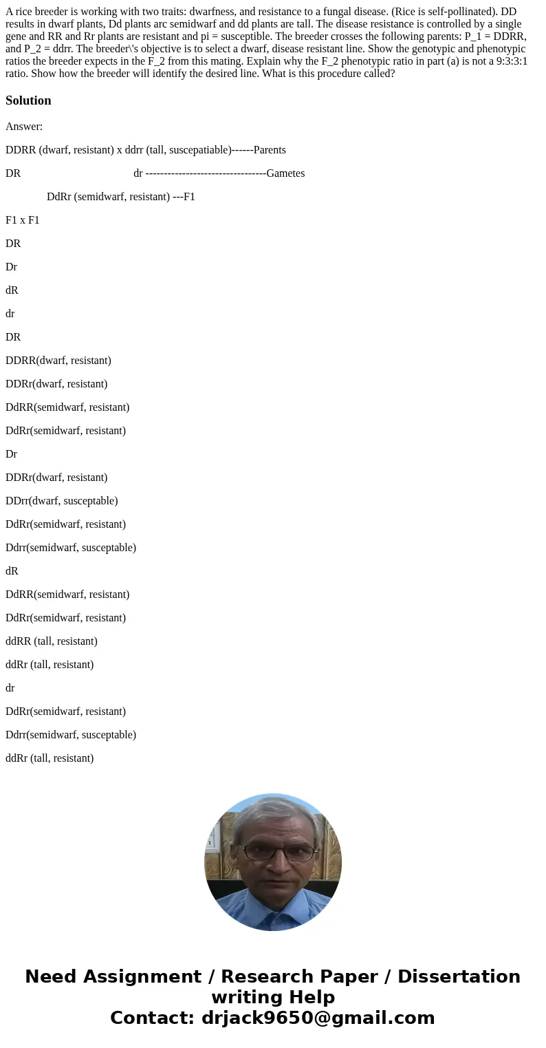 A rice breeder is working with two traits: dwarfness, and resistance to a fungal disease. (Rice is self-pollinated). DD results in dwarf plants, Dd plants arc   A rice breeder is working with two traits: dwarfness, and resistance to a fungal disease. (Rice is self-pollinated). DD results in dwarf plants, Dd plants arc