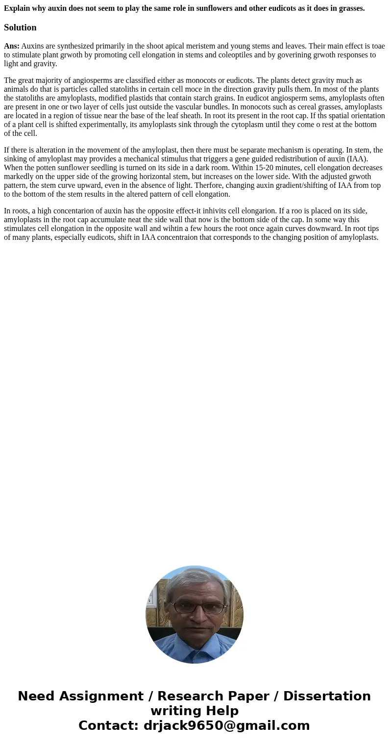 Explain why auxin does not seem to play the same role in sunflowers and other eudicots as it does in grasses.SolutionAns: Auxins are synthesized primarily in th Explain why auxin does not seem to play the same role in sunflowers and other eudicots as it does in grasses.SolutionAns: Auxins are synthesized primarily in th